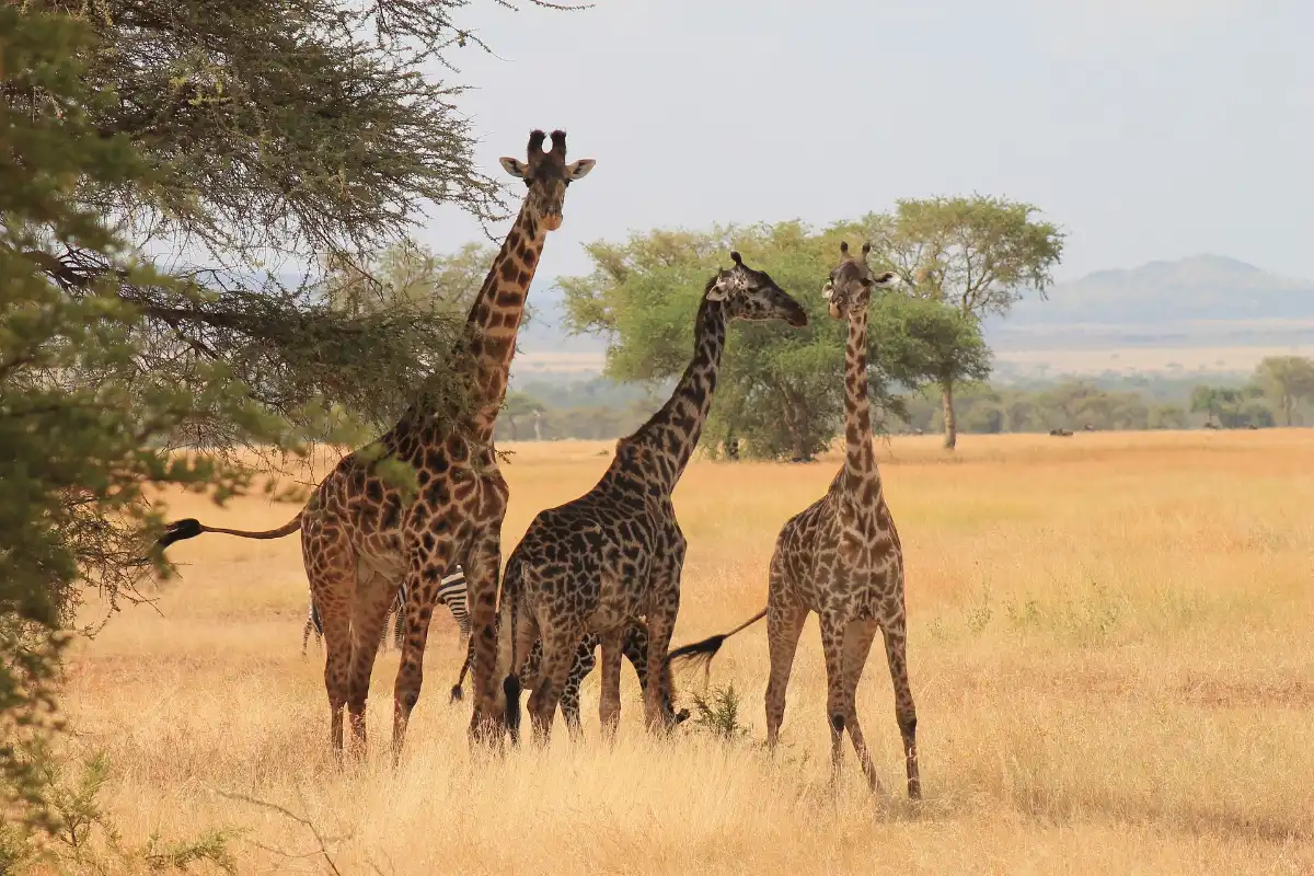 4 Days - Tarangire, Serengeti and Ngorongoro Crater